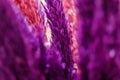 Close up detail of colorful deep purple and pink decorated wild grass flower Royalty Free Stock Photo