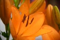 Flowering orange lily