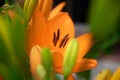 Flowering orange lily