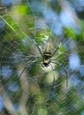 Macro close up detail of Nephilinae spider web, colorful vivid of white yellow orange red grey and black color with nature backgro Royalty Free Stock Photo