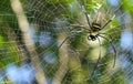 Macro close up detail of Nephilinae spider web, colorful vivid of white yellow orange red grey and black color with nature backgro Royalty Free Stock Photo