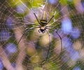 Macro close up detail of Nephilinae spider web, colorful vivid of white yellow orange red grey and black color with nature backgro Royalty Free Stock Photo