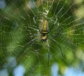 Macro close up detail of Nephilinae spider web, colorful vivid of white yellow orange red grey and black color with nature backgro Royalty Free Stock Photo