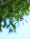 Macro close up detail of Nephilinae spider web, colorful vivid of white yellow orange red grey and black color with nature backgro Royalty Free Stock Photo