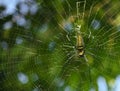 Macro close up detail of Nephilinae spider web, colorful vivid of white yellow orange red grey and black color with nature backgro Royalty Free Stock Photo