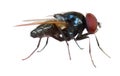 Close up macro shot of a Blowfly Green / Blue in the garden, photo taken in the United Kingdom. Blow, antenna. Royalty Free Stock Photo