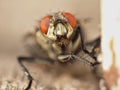 Macro close up detail shot of a common house fly with big red eyes taken in the UK Royalty Free Stock Photo