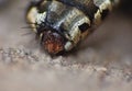 Macro close up detail shot of a common house fly with big red eyes taken in the UK Royalty Free Stock Photo