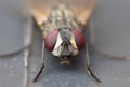 Macro close up detail shot of a common house fly with big red eyes taken in the UK Royalty Free Stock Photo