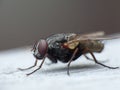 Macro close up detail shot of a common house fly with big red eyes taken in the UK Royalty Free Stock Photo