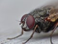 Macro close up detail shot of a common house fly with big red eyes taken in the UK Royalty Free Stock Photo