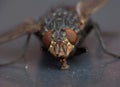 Macro lens close up detail shot of a common house fly with big red eyes taken in the UK Royalty Free Stock Photo