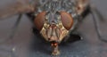 Macro close up detail shot of a common house fly with big red eyes taken in the UK Royalty Free Stock Photo