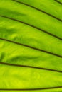 details of tropical nature green leaf plant texture , ecology natural background concept Royalty Free Stock Photo