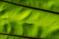 Macro close up details of tropical nature green leaf plant texture , Royalty Free Stock Photo
