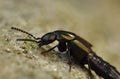 Macro close up of a Devil`s coach horse beetle in the garden, photo taken in the UK