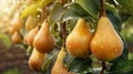 Macro close up of dewy pear hanging on tree, wide banner with ample copy space for text placement