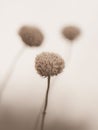 Macro Close up Dried Flower Pods - Dried Blooms - Dead Flowers in a Field