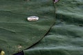 Macro close-up of a drop of water on a green lotus leaf Royalty Free Stock Photo