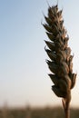 Macro close-up of an ear of wheat in the golden light of a sunset Royalty Free Stock Photo