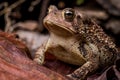 Macro close-up Eastern American Toad, anaxyrus americanus, low front view from below eye level Royalty Free Stock Photo