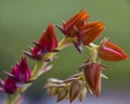 Macro close-up of Echeveria Afterglow succulent. Red buds on green background with selective focus Royalty Free Stock Photo