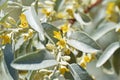 Elaeagnus angustifolia, Russian olive flowers