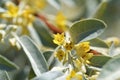 Elaeagnus angustifolia, Russian olive flowers