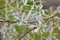 Elaeagnus angustifolia, Russian olive plant