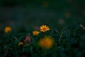 A close up of the growing yellow daisy. Royalty Free Stock Photo