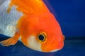 Macro close up eye and faces goldfish in the aquarium Royalty Free Stock Photo