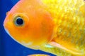 Macro close up eye and faces goldfish in the aquarium Royalty Free Stock Photo