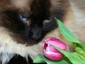 Macro close up of face of an Apple Faced Siamese Cat with tulip Royalty Free Stock Photo