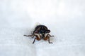 Close up bulging eyes of a cicada bug