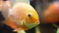 Macro close up for the face of wonderful goldfish in the aquarium. Frame. Golden fish opening, closing its mouth and Royalty Free Stock Photo