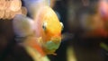 Macro close up for the face of wonderful goldfish in the aquarium. Frame. Golden fish opening, closing its mouth and Royalty Free Stock Photo