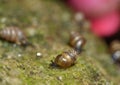 Snail Family - Macro Photography Royalty Free Stock Photo