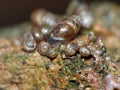 Snail Family - Macro Photography Royalty Free Stock Photo