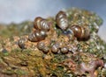 Snail Family - Macro Photography Royalty Free Stock Photo