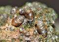 Snail Family - Macro Photography