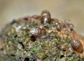 Snail Family - Macro Photography Royalty Free Stock Photo