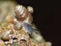 Snail Family - Macro Photography