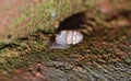 Snail Family - Macro Photography Royalty Free Stock Photo