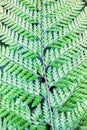 Macro close up of Fern leaf, showing unique abstract pattern of leaves. Background, Beauty in nature Royalty Free Stock Photo