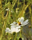 Hover Fly on White Cosmos Flower Royalty Free Stock Photo