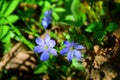 Blue blossom of a snowdrop Hepatica nobilis flower in early spring in the forest. Stock Photo