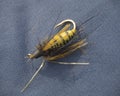 Macro close up fishing fly bait bee wasp for angling fly-fishin