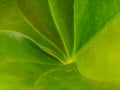 Macro Close Up Leaf Photography Royalty Free Stock Photo