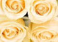 Macro close up of four white roses Royalty Free Stock Photo