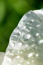 Macro close up fragile petal with lots of water drops glowing on sunlights.